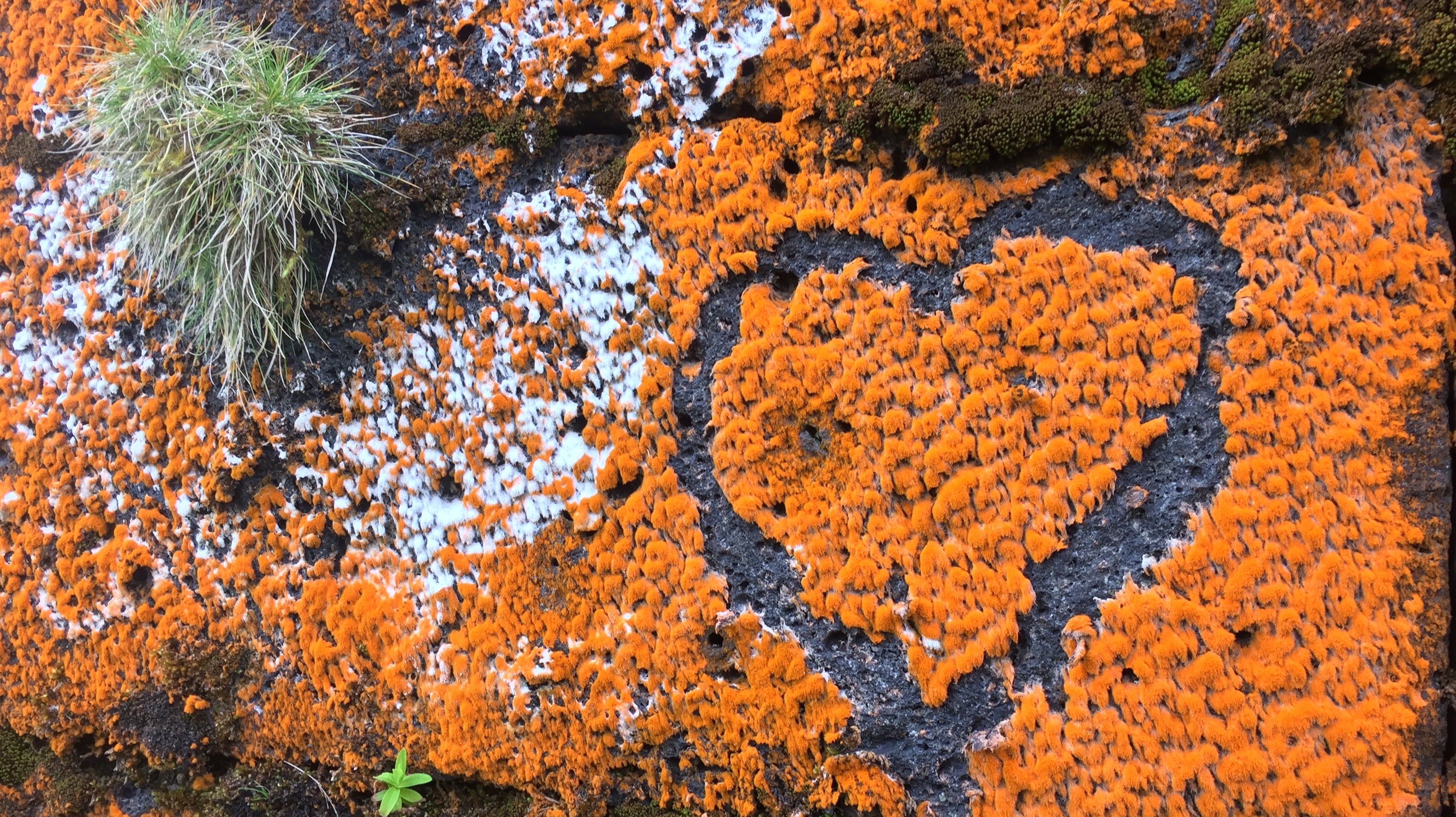 Why Large Stones Are Essential in Your Garden