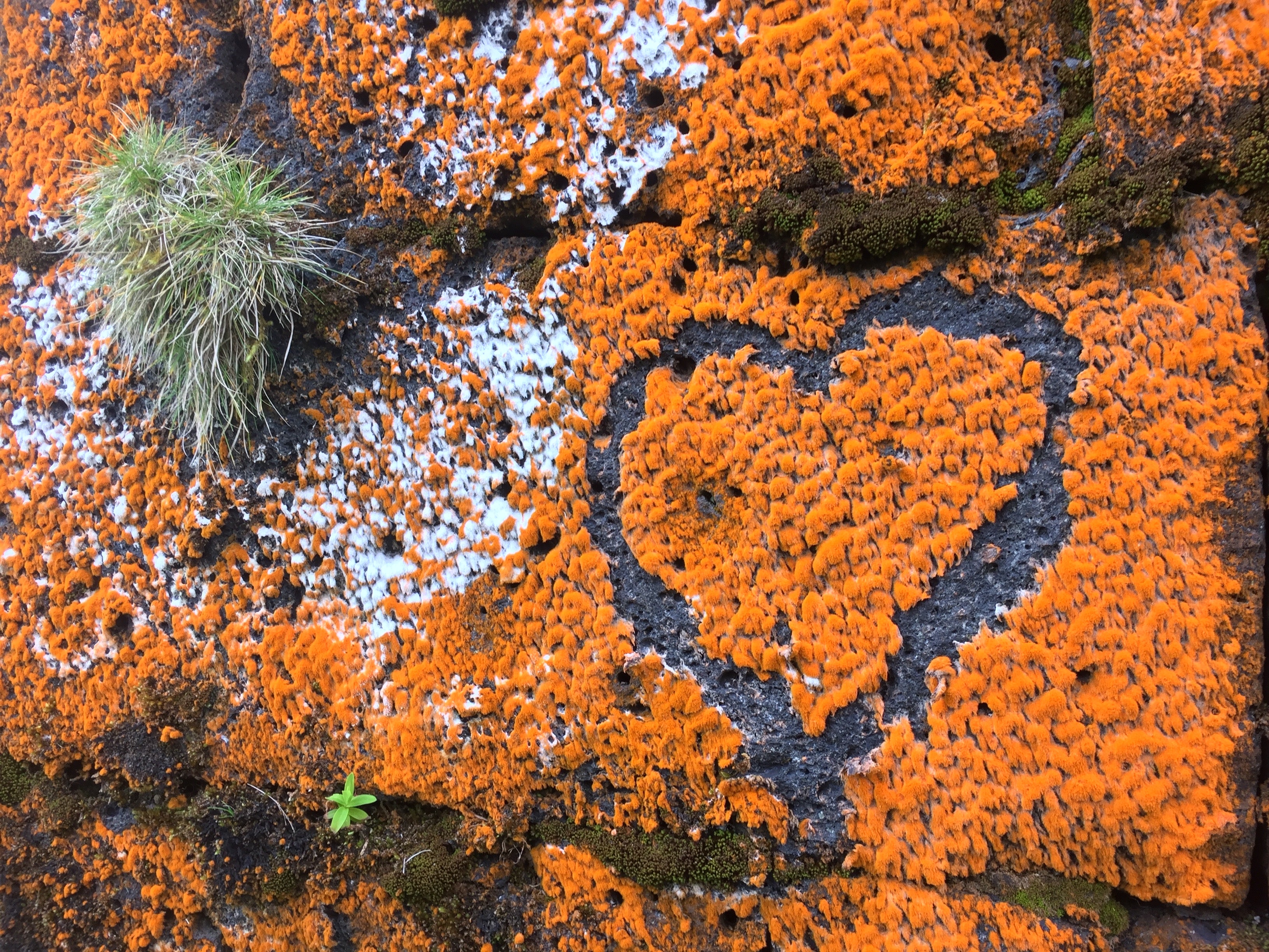 Why Large Stones Are Essential in Your Garden