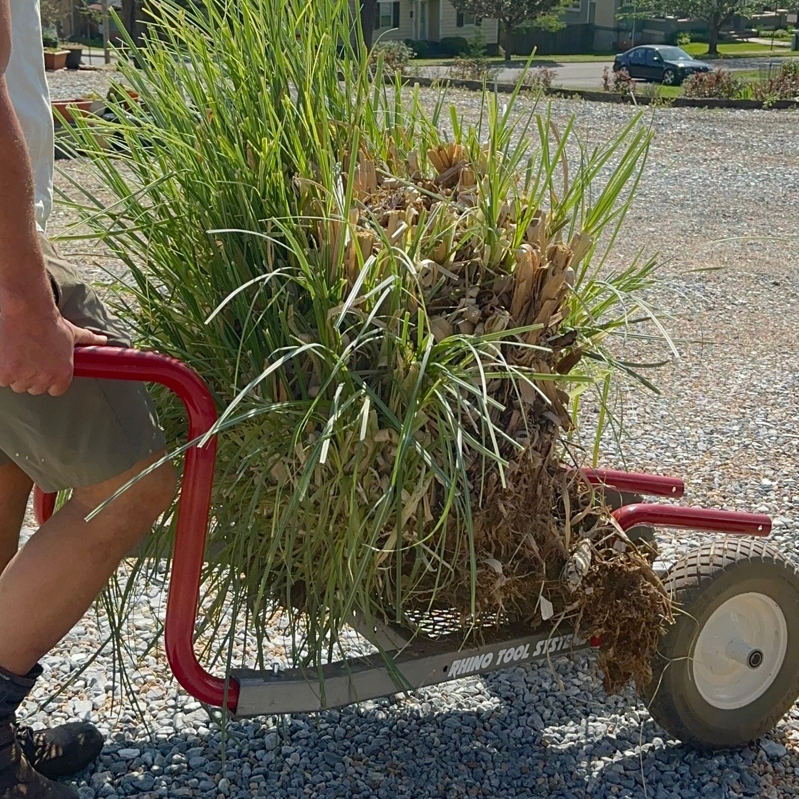 Moving large root ball with Rhino Tool Systems garden cart Rock Hauler configuration